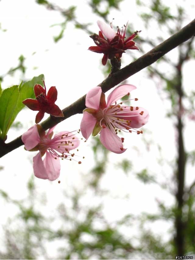 2月-屏東-瑪家鄉-桃花園(源)