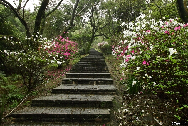 [ 郊山 ] 大尖山順走四分尾山之殘櫻行