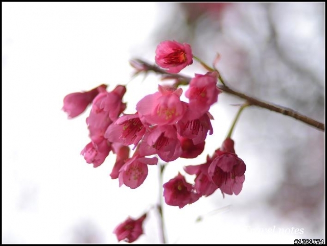 D3100櫻花手動對焦初體驗