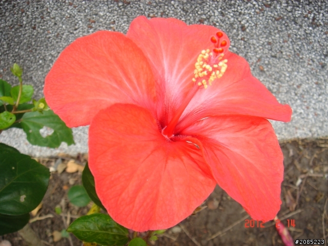 我家的扶桑花