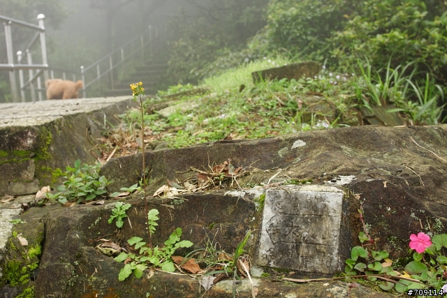 [ 郊山 ] 大尖山順走四分尾山之殘櫻行