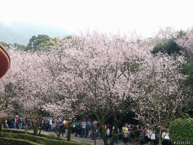 2012.03.15天元宮櫻花
