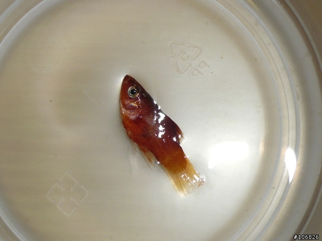 [水族問題]  請問"紅球"這類魚的壽命?