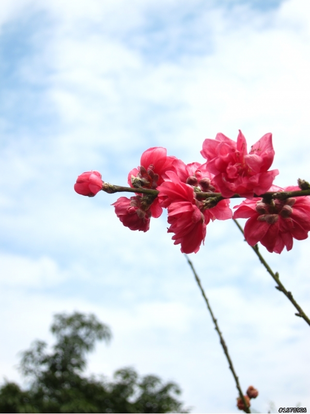 2月-屏東-瑪家鄉-桃花園(源)