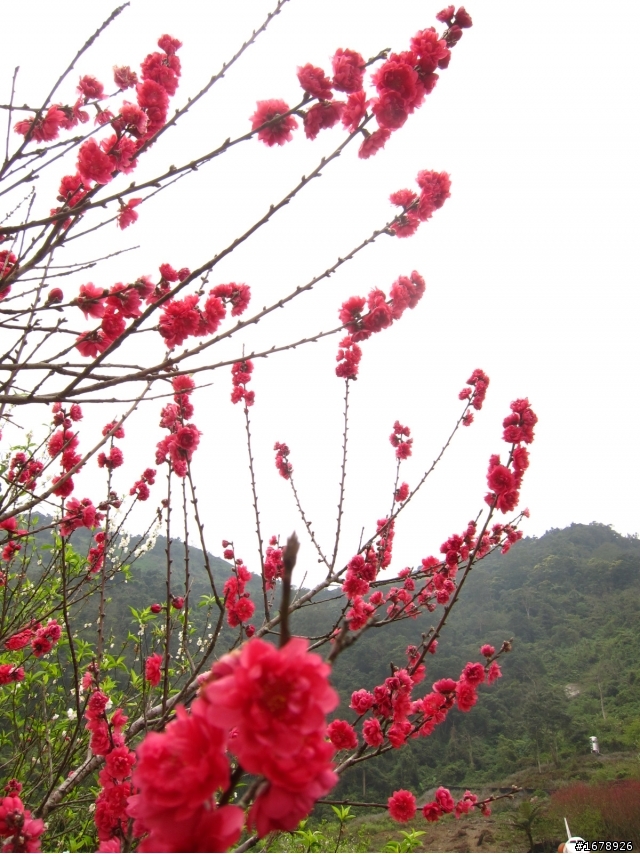 2月-屏東-瑪家鄉-桃花園(源)