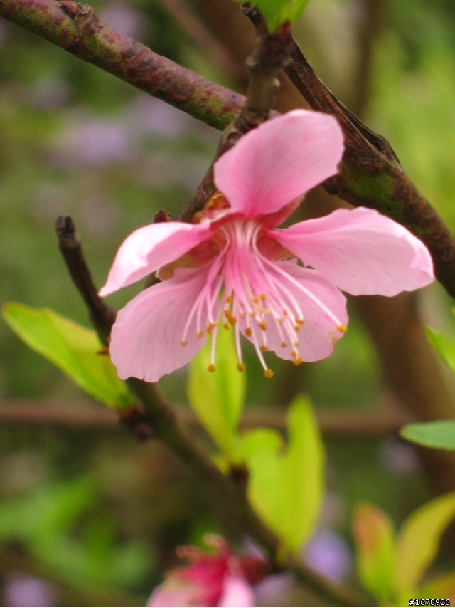 2月-屏東-瑪家鄉-桃花園(源)