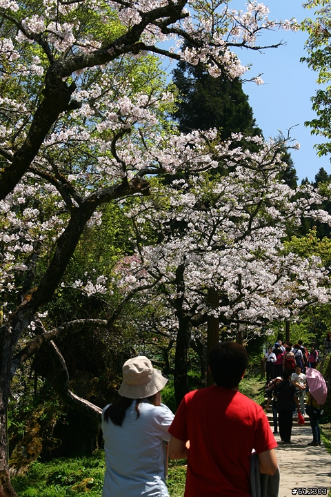 3月17~18~高雄→阿里山