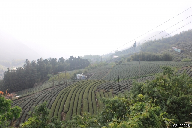 阿里山賞櫻~
