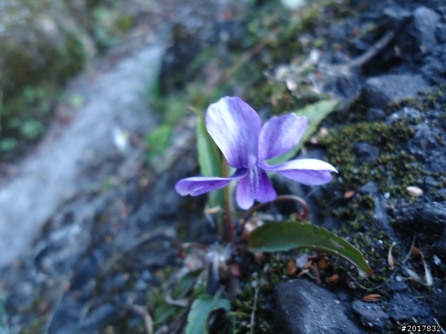 2012-3-5~3-6台21線部落之旅(麟趾山-望美山)馬奴多斯獵人古道