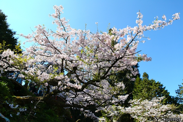 大家來賞櫻之阿里山櫻花季