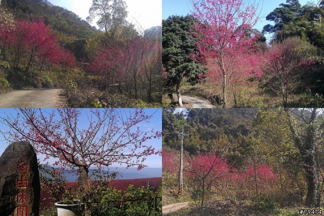 銅鑼自由農場