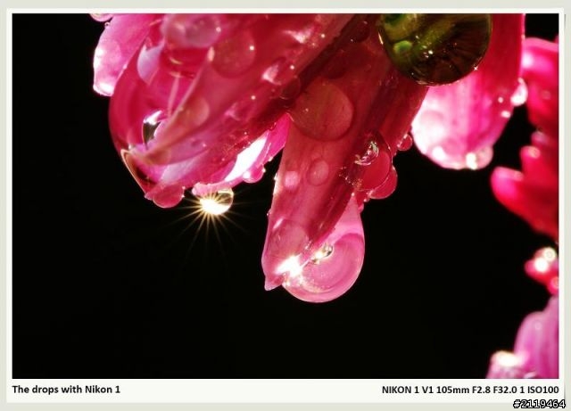 Nikon V1 微距攝影