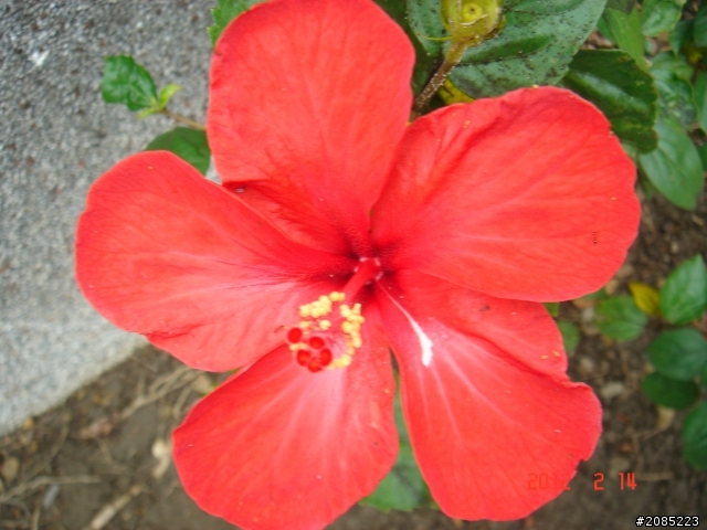 我家的扶桑花