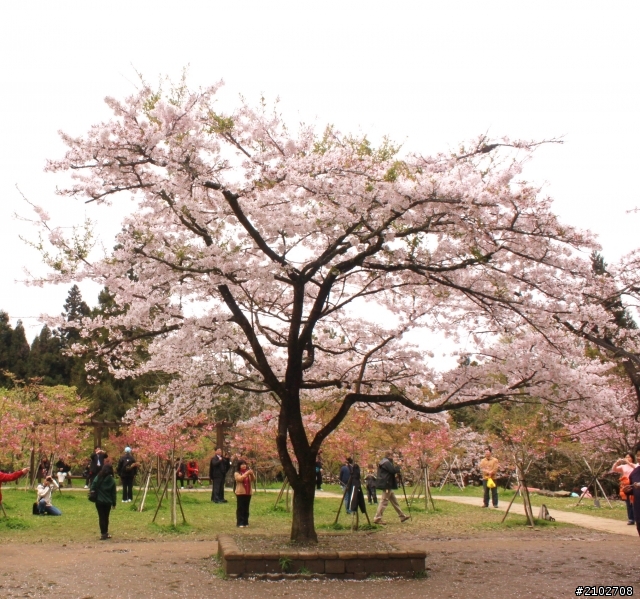 阿里山賞櫻~