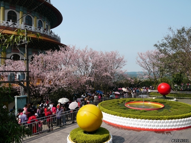 2012.03.15天元宮櫻花