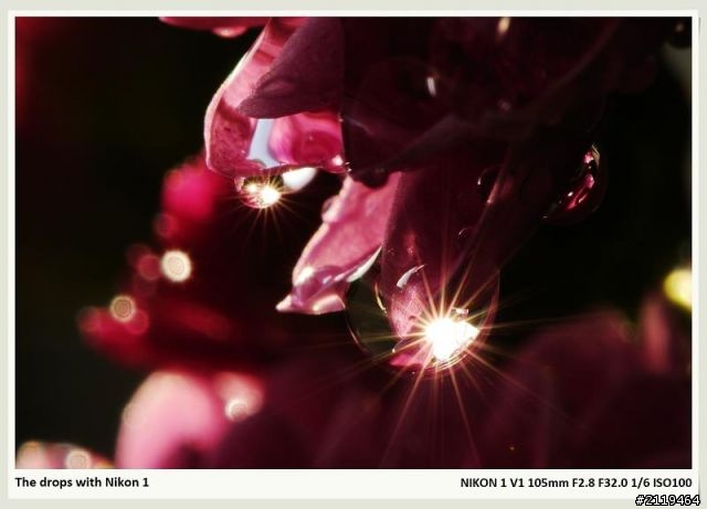 Nikon V1 微距攝影