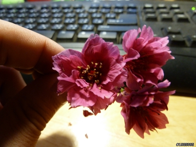 這是什麼櫻花?4/6新增一棵未知品種櫻花(附圖)