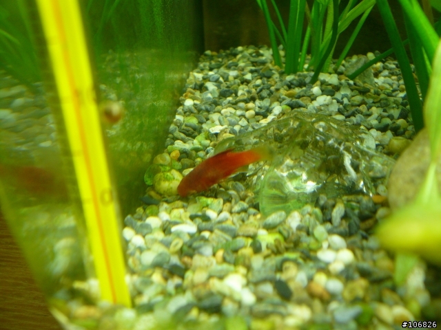 [水族問題]  請問"紅球"這類魚的壽命?