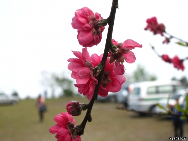 2月-屏東-瑪家鄉-桃花園(源)