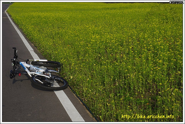[Eric的單車日記] 紅櫻新綠 春山探秘 (天元宮滿開)
