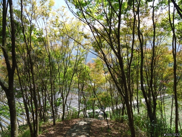 2012-3-5~3-6台21線部落之旅(麟趾山-望美山)馬奴多斯獵人古道