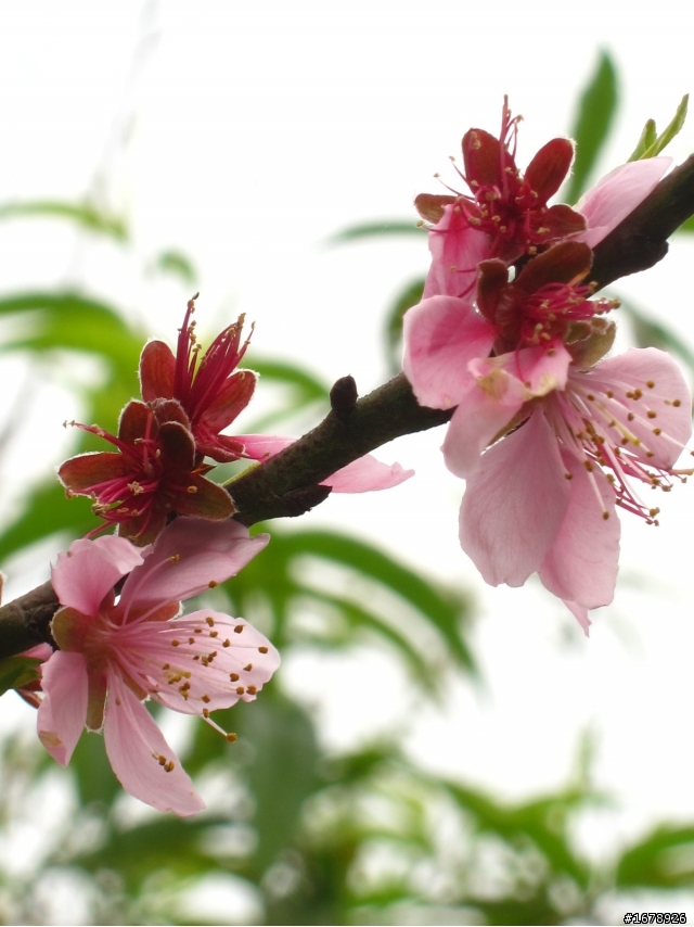 2月-屏東-瑪家鄉-桃花園(源)