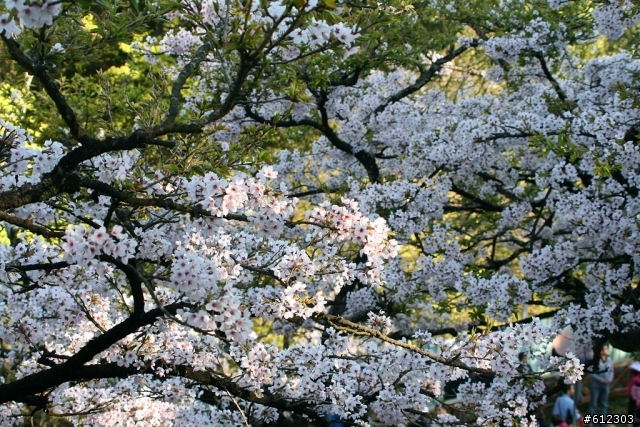 3月17~18~高雄→阿里山