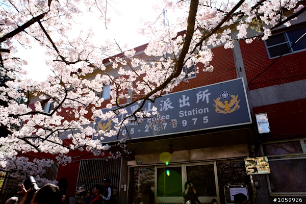 大家來賞櫻之阿里山櫻花季