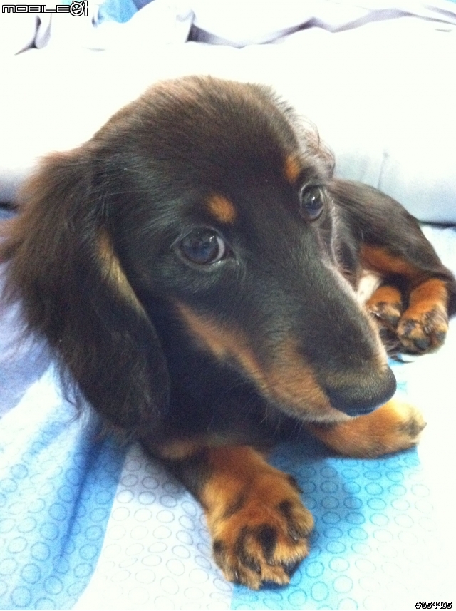 對著別人的狗吹口哨是不禮貌的行為?(我覺得是)