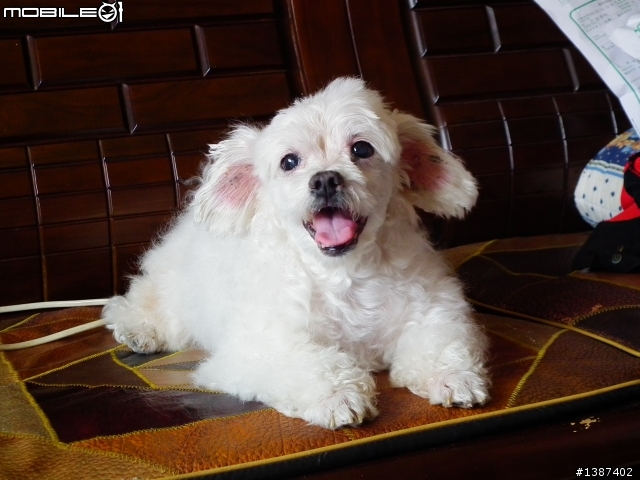 我家的瑪爾濟斯雖然老了  但是永遠是我們的愛犬