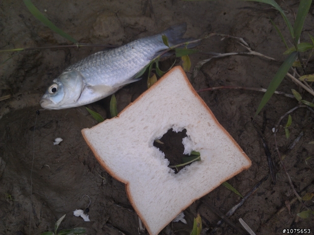 請問這是什麼魚種?