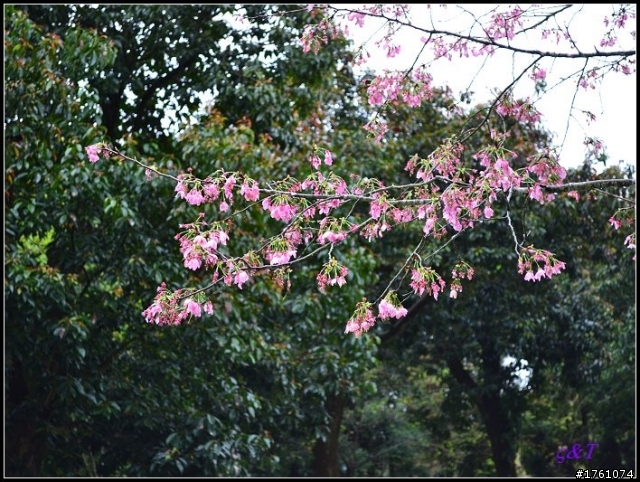 D3100櫻花手動對焦初體驗
