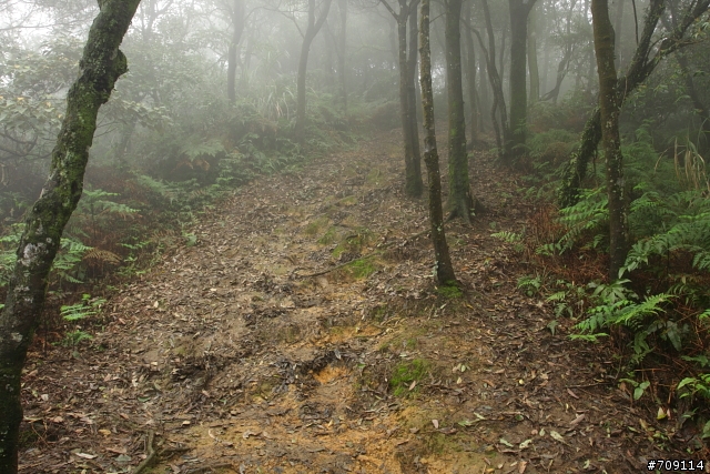 [ 郊山 ] 大尖山順走四分尾山之殘櫻行