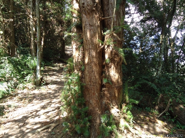 2012-3-5~3-6台21線部落之旅(麟趾山-望美山)馬奴多斯獵人古道
