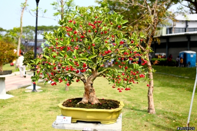[景點]2012台灣國際蘭展(已結束)