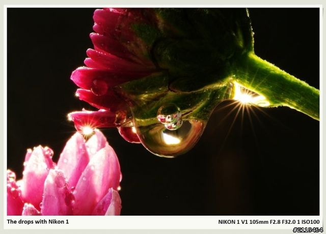 Nikon V1 微距攝影