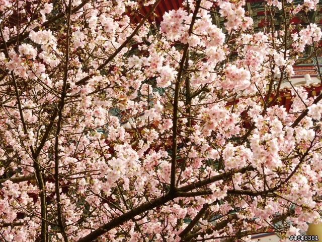 2012.03.15天元宮櫻花
