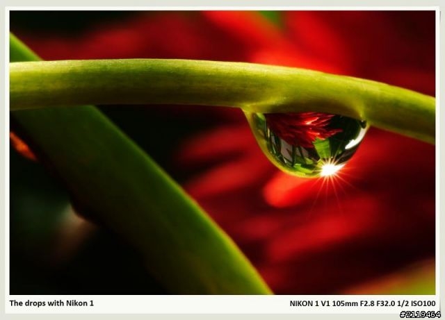Nikon V1 微距攝影