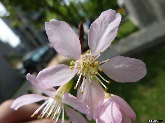 這是什麼櫻花?4/6新增一棵未知品種櫻花(附圖)