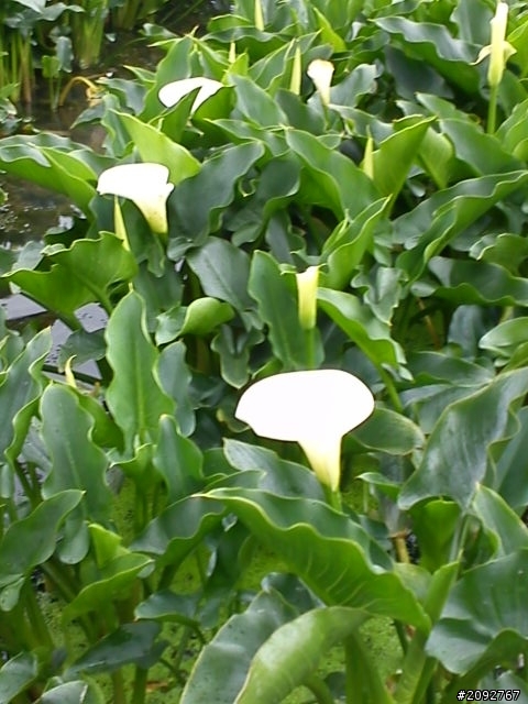 竹子湖賞海芋