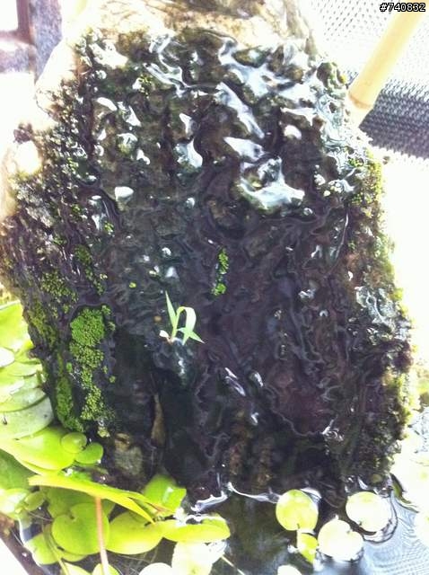 陽台水生植物的黑色黏稠病, 求救~