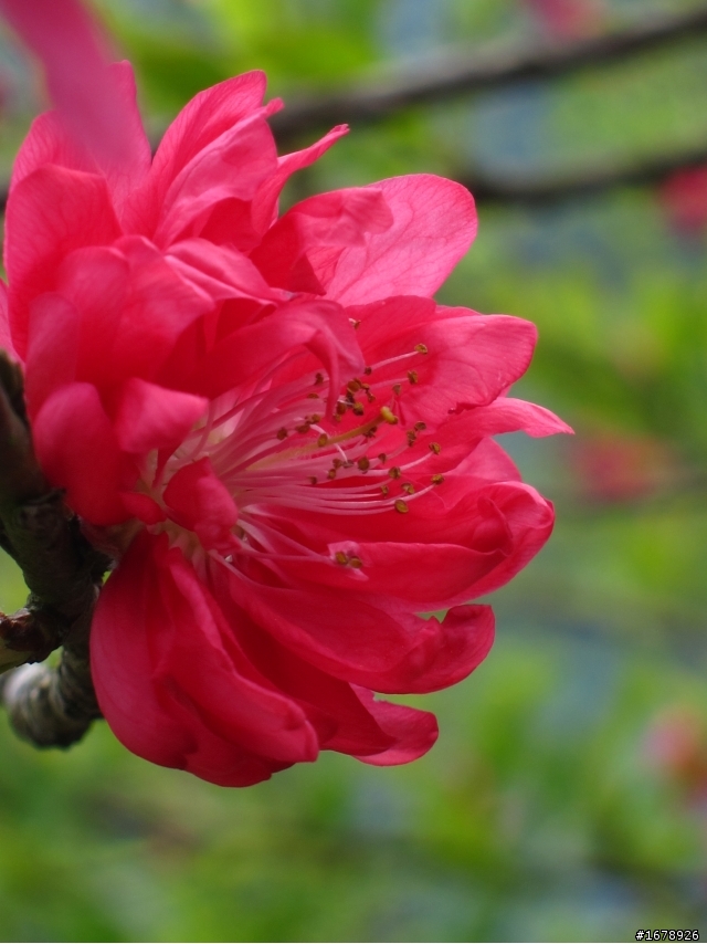 2月-屏東-瑪家鄉-桃花園(源)