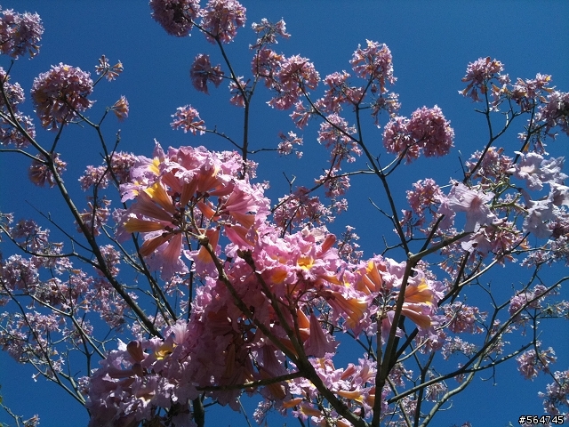 請問這是什麼花種...?