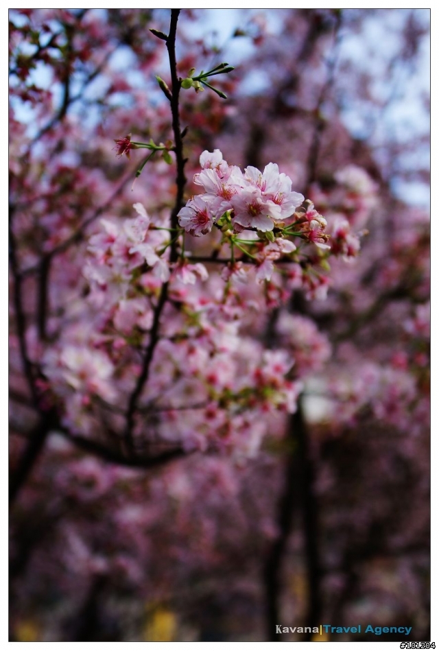 3月17日。今天的天元宮櫻花大戰。