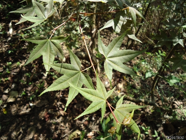 2012-3-5~3-6台21線部落之旅(麟趾山-望美山)馬奴多斯獵人古道