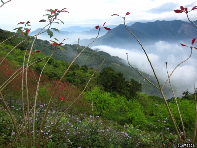 2月-屏東-瑪家鄉-桃花園(源)