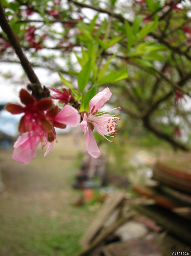 2月-屏東-瑪家鄉-桃花園(源)