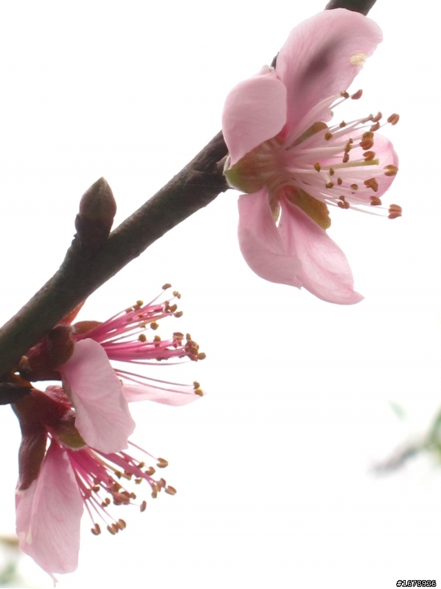 2月-屏東-瑪家鄉-桃花園(源)