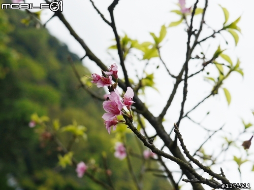 陽明山花季賞花趣(感謝小郁同學伴遊)