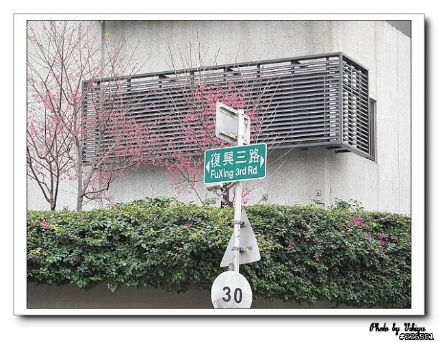 北投大屯里復興三路櫻花之旅...殘念